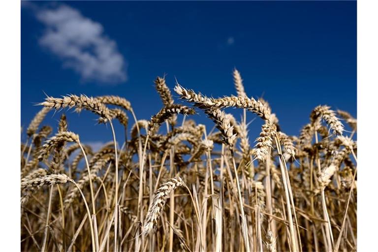 Russland ist der größte Weizenexporteur der Welt. Auch die benachbarte Ukraine, gegen die Russland Krieg führt, ist ein wichtiger Produzent. Störungen der Getreideausfuhr beider Länder können nach Einschätzung von Experten zu massiven Preissteigerungen auf dem Weltagrarmarkt führen. Foto: Arne Dedert/dpa