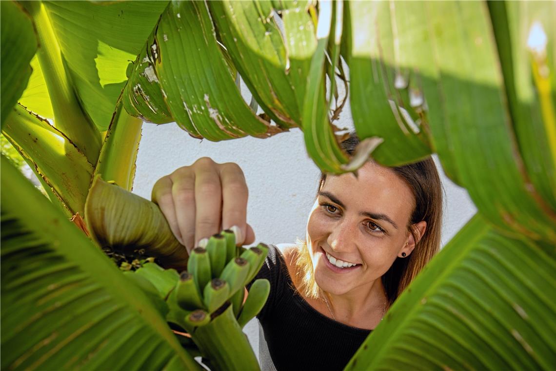 Bananen in Auenwald? – Warum nicht? Sabrina Baldok freut sich über den Nachwuchs im Garten der Familie in Auenwald-Hohnweiler. Die krummen Früchte der Banane wachsen Richtung Himmel, nicht Richtung Boden. Foto: A. Becher