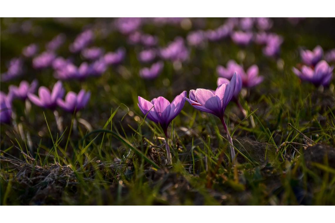 Safran ist als das teuerste Gewürz der Welt bekannt. (Archivbild)