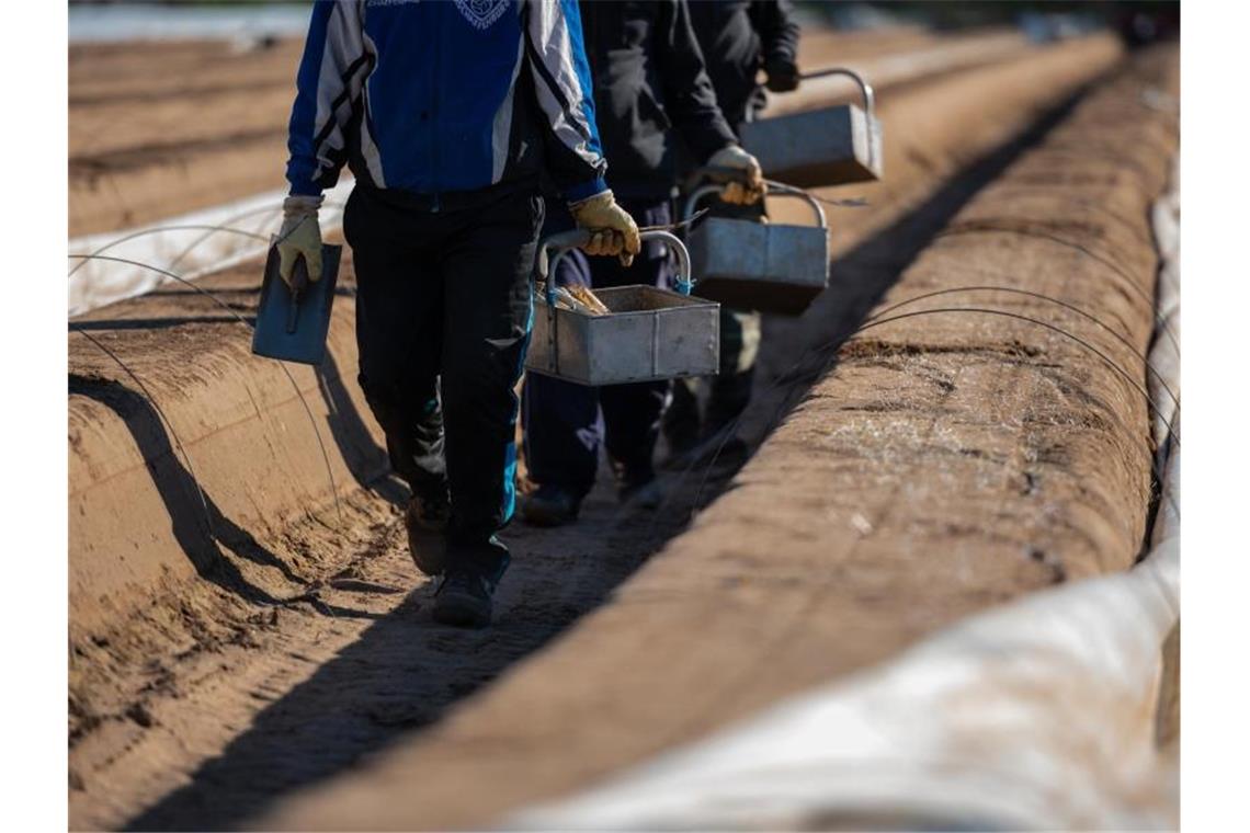 Einreisestopp für Erntehelfer: Arbeitslose sollen helfen Saisonarbeitskräfte gehen auf einer Anbaufläche durch den Spargelanbau. Foto: Andreas Arnold/dpa/Archivbild