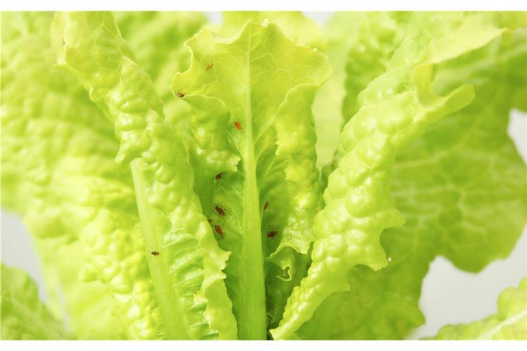 Salat mit Blattläusen entdeckt? Ob Sie den Salat trotzdem essen können und wie Sie die Läuse sicher entfernen, erfahren Sie hier.