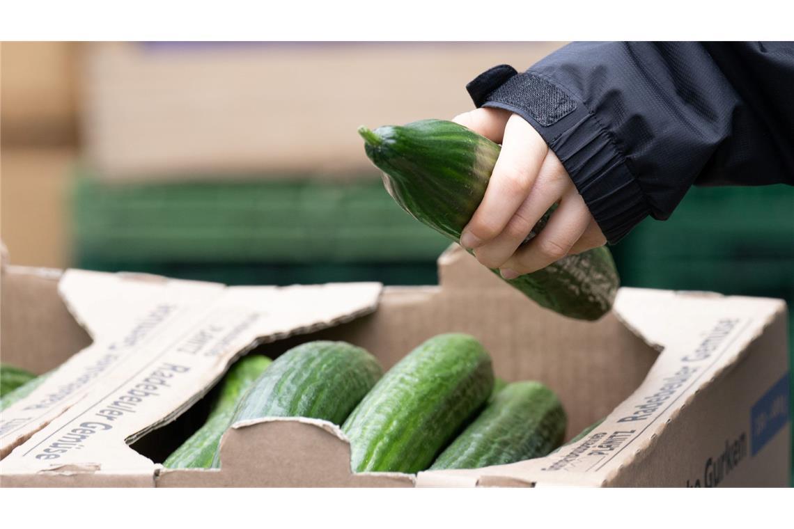 Salatgurken gehören zu den beliebtesten Gemüsesorten in Deutschland. (Symbolbild)