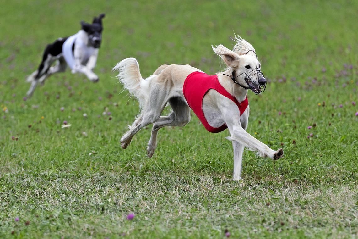Windhunde zeigen atemberaubendes Tempo Saluki-Rüde Berin hat sichtlich Spaß daran, mit hohem Tempo über die Wiese bei Grab zu sprinten. Zum Windhunderennen kommen rund 250 Hundehalter. Fotos: Jörg Fiedler