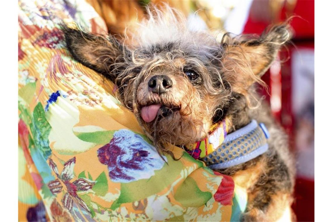 „Scamp the Tramp“ ist der hässlichste Hund der Welt „Scamp the Tramp“ ruht sich nach seinem Sieg beim World's Ugliest Dog Contest auf dem Arm seiner Frauchen aus. Foto: Noah Berger/FR34727 AP