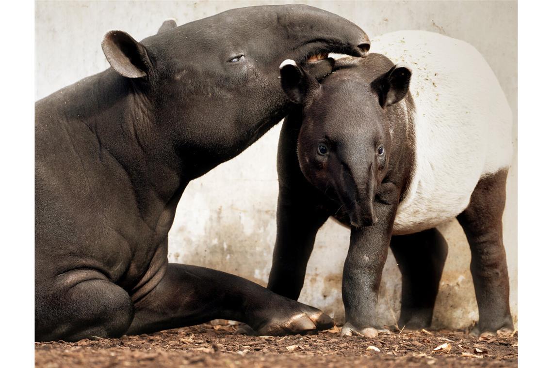 Tapir-Kalb Melati entwickelt sich prächtig Schabrackentapir Melati in der Wilhelma mit Mutter Maya.So sieht Schabrackentapir Melati in der Wilhelma aktuell aus. Im Bild mit Mutter Maya.