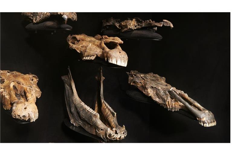 Schä¤del der ausgestorbenen Pferdeart „Equus mosbachensis“ aus der Ausstellung im paläon Forschungsmuseum.