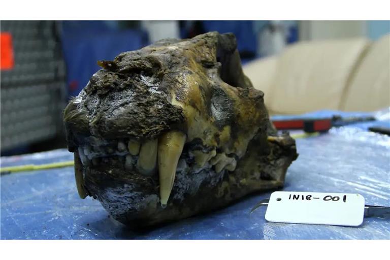 Schädel eines Höhlenlöwen mit teilweise erhaltenem Weichgewebe. Er wurde im sibirischen Permafrost in der Nähe des Flusses Indigirka gefunden und mittels Radiokarbonmethode auf ein Alter von circa 34.000 Jahren datiert.
