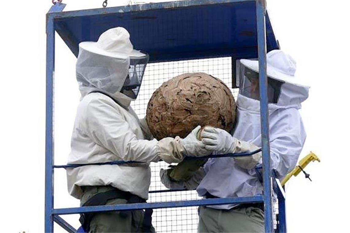 Schädlingsbekämpfer halten nach einer Bergung ein Nest von Aisiatischen Hornissen in den Händen. Foto: Gerhard Rietschel/Stadt Mannheim/dpa