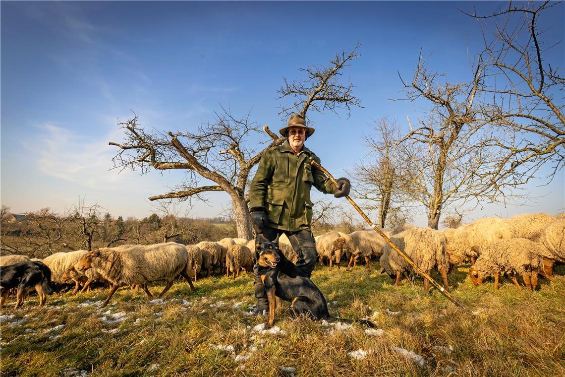 Schäfer Jochen Bacher wird beim Hüten seiner Schafe von seinen drei Hütehunden unterstützt. Johnboy ist einer von ihnen. Fotos: Alexander Becher