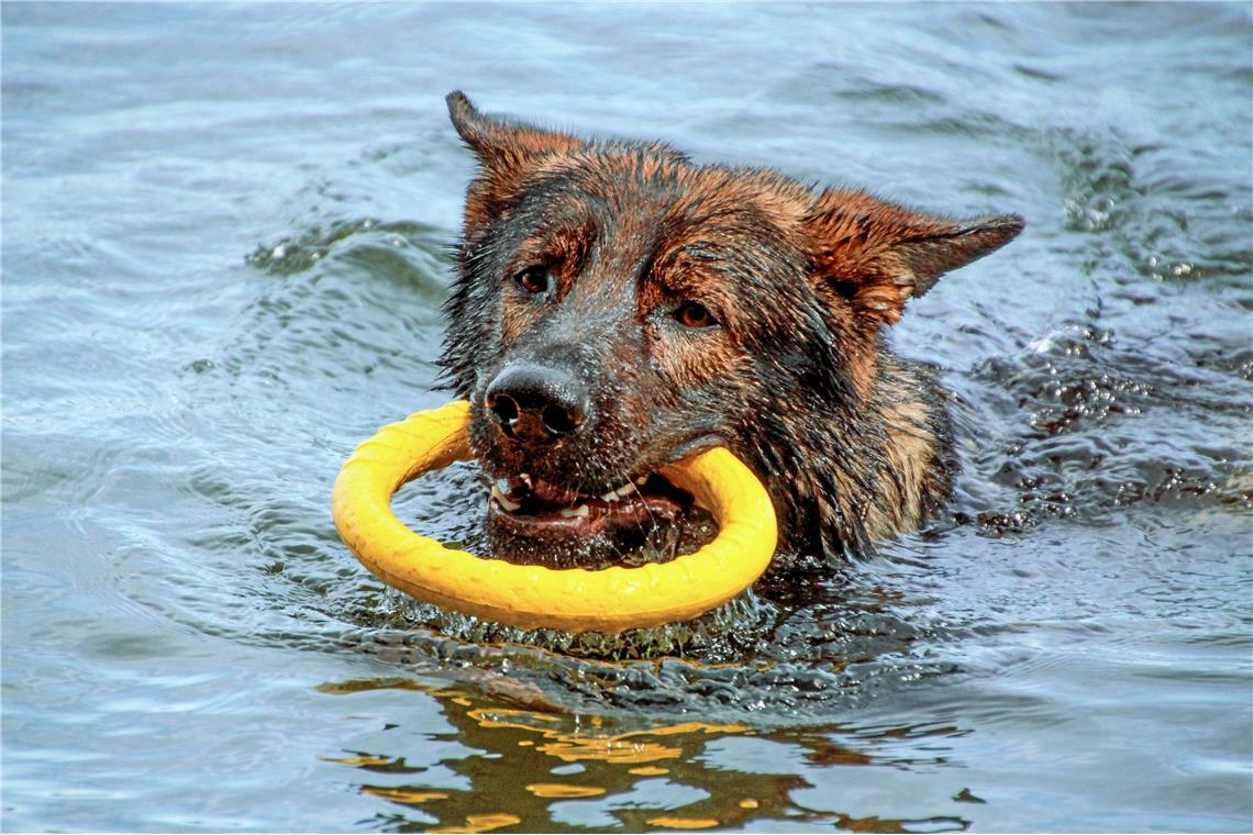 Schäferhund oder Seehund