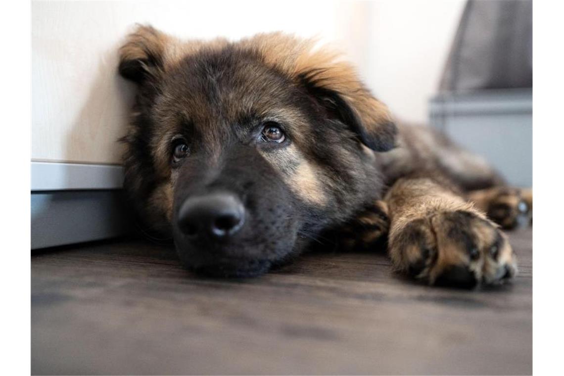 Schäferhund-Welpe „Al Capone“ liegt in einem Büro. Foto: Marijan Murat/dpa