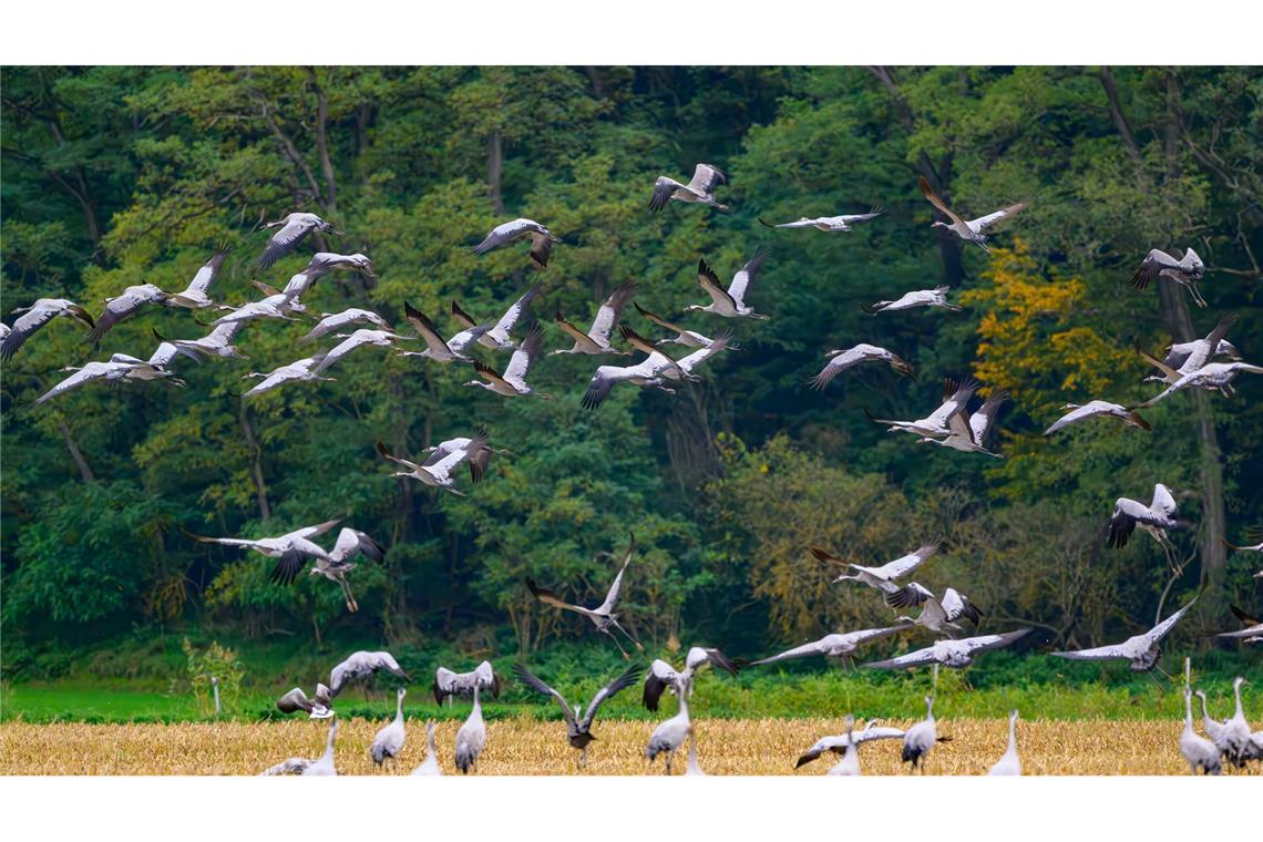 Mehr als 100.000 Kraniche sind gerade in Deutschland Schätzungsweise 400.000 Kraniche fliegen laut Nabu über mehrere Wochen hinweg über ganz Deutschland. (Archivbild)