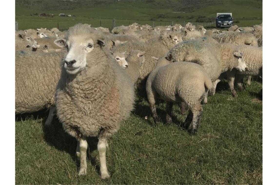 Schafe auf einer Farm in der Gemeinde Ranfury im Gebiet Central Otago auf Neuseelands Südinsel. Foto: Christoph Sator/dpa