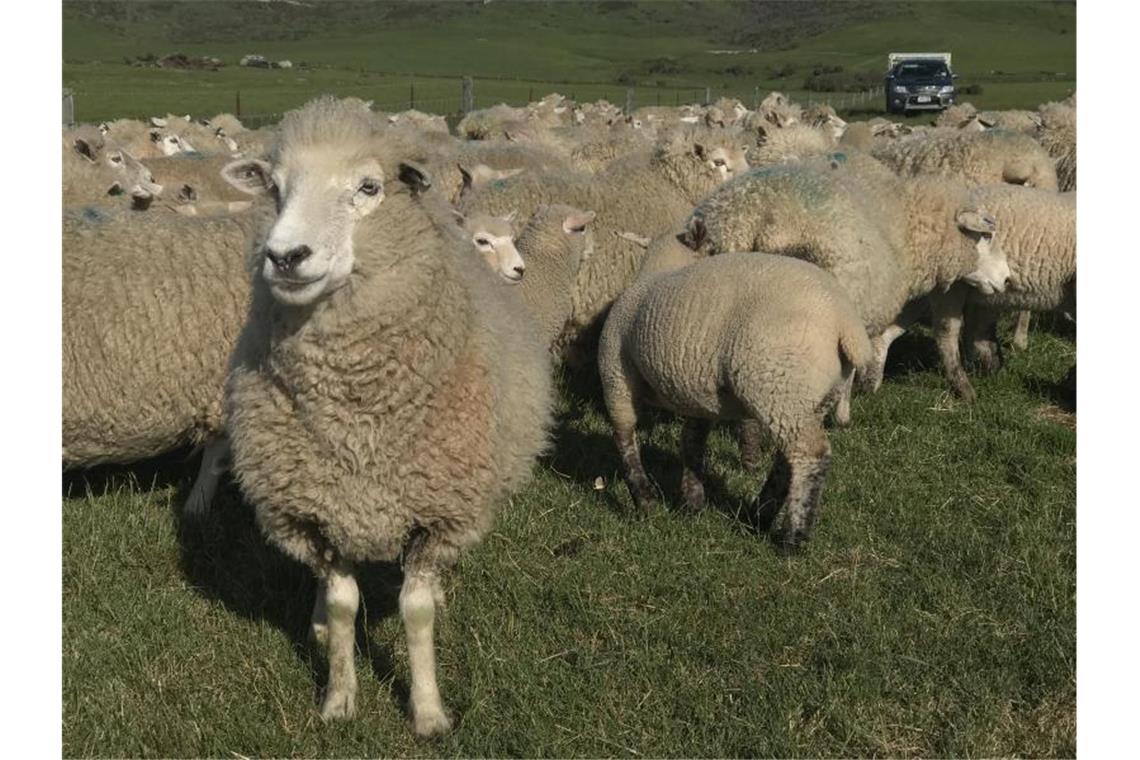 Das Osterlamm ist sicher - kein Engpass befürchtet Schafe auf einer Farm in der Gemeinde Ranfury im Gebiet Central Otago auf Neuseelands Südinsel. Foto: Christoph Sator/dpa