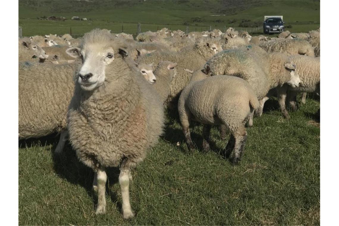 Das Osterlamm ist sicher - kein Engpass befürchtet