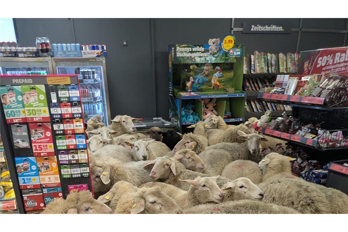 Schafe eng an eng im Penny-Markt – das Unternehmen dreht den Spieß um.