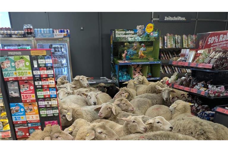 Schafe eng an eng im Penny-Markt – das Unternehmen dreht den Spieß um.