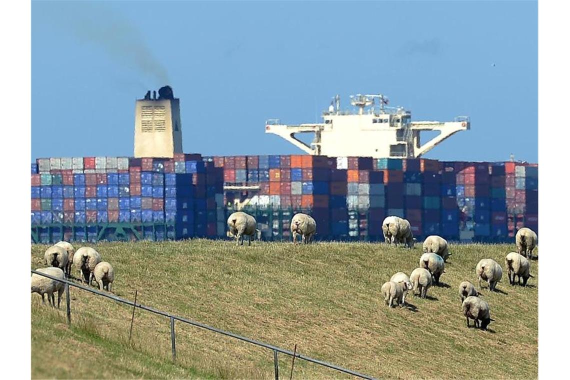 Schafe grasen auf dem Elbdeich, während ein großes Containerschiff auf der Elbe vorbeizieht. Foto: Marcus Brandt