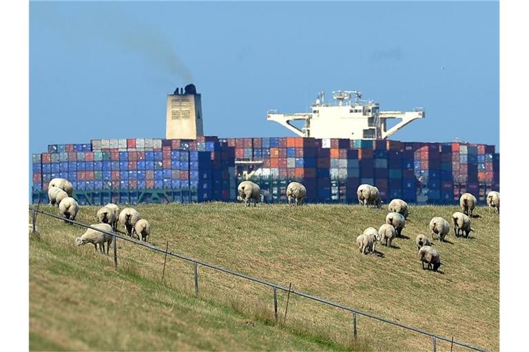 Schafe grasen auf dem Elbdeich, während ein großes Containerschiff vorbeizieht. Foto: Marcus Brandt/dpa