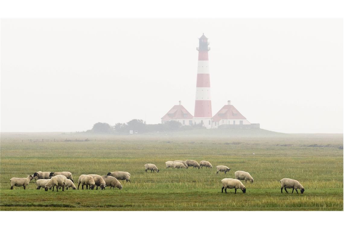 Schafe grasen vor dem  nebelverhangenen Leuchtturm Westerheversand auf der Halbinsel Eiderstedt im Nationalpark Schleswig-Holsteinisches Wattenmeer.