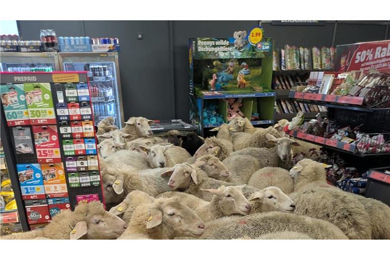 Schafe im Supermarkt - gekauft haben sie nichts.