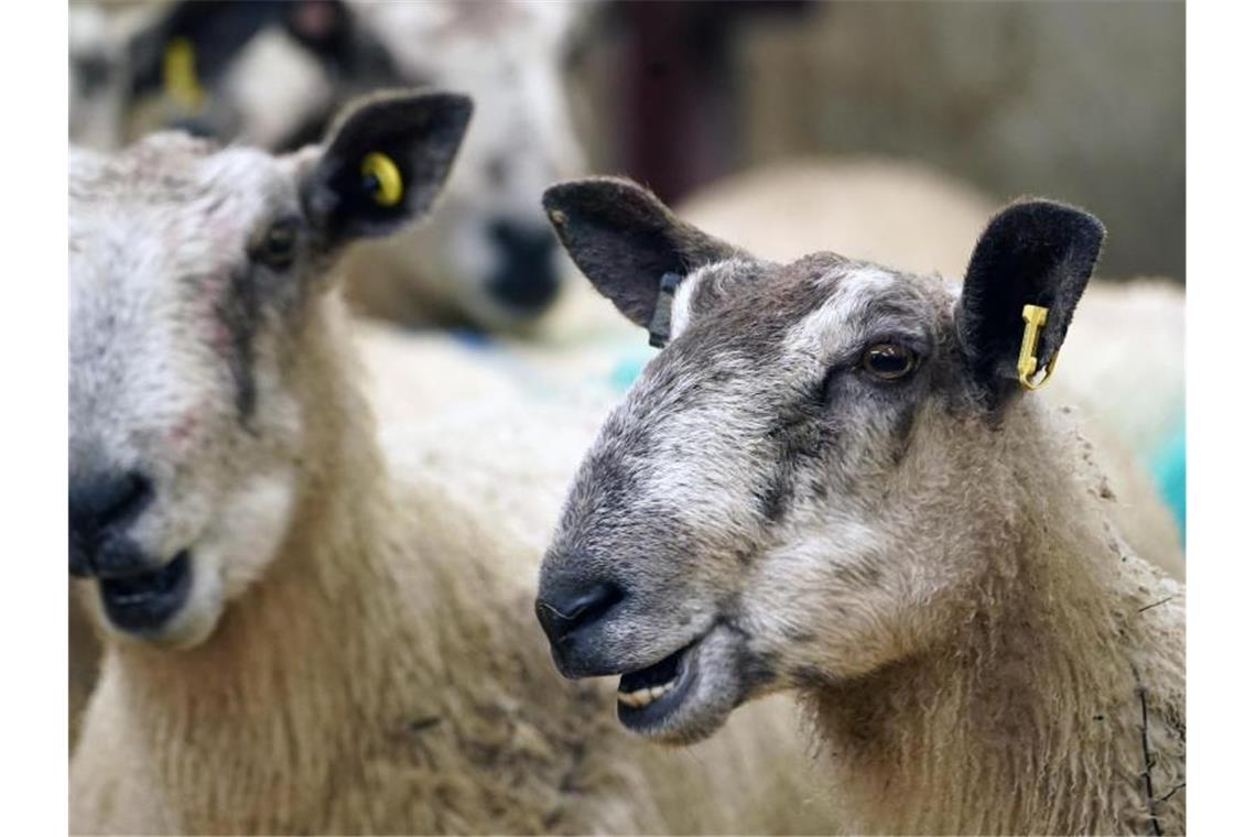 Schafe retten sich vor Feuer aus ihrem Stall