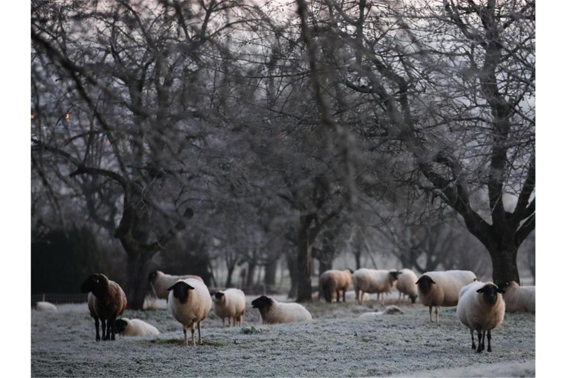 Wenig Schnee und viele Wolken im Südwesten Schafe stehen auf einer Wiese, die mit Raureif bedeckt ist. Foto: Tom Weller/dpa/Archivbild