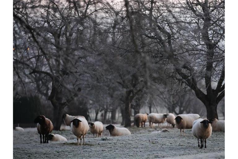 Schafe stehen auf einer Wiese, die mit Raureif bedeckt ist. Foto: Tom Weller/dpa/Archivbild
