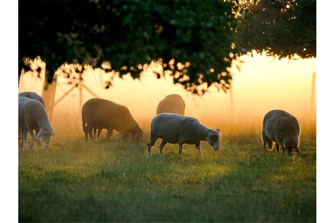 Im Südwesten bleibt es sehr warm: Waldbrandgefahr Schafe stehen im Gegenlicht der aufgehenden Sonne auf einer Weide und grasen. Foto: Thomas Warnack/dpa