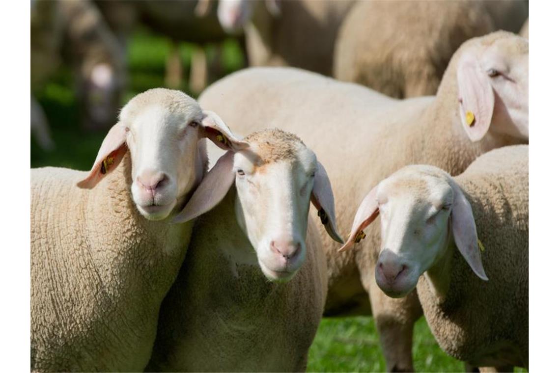 Hunderte Schafe büxen aus und unternehmen einen Ausflug Schafe stehen in einer Herde auf einer Wiese. Foto: Daniel Karmann/dpa/Symbolbild