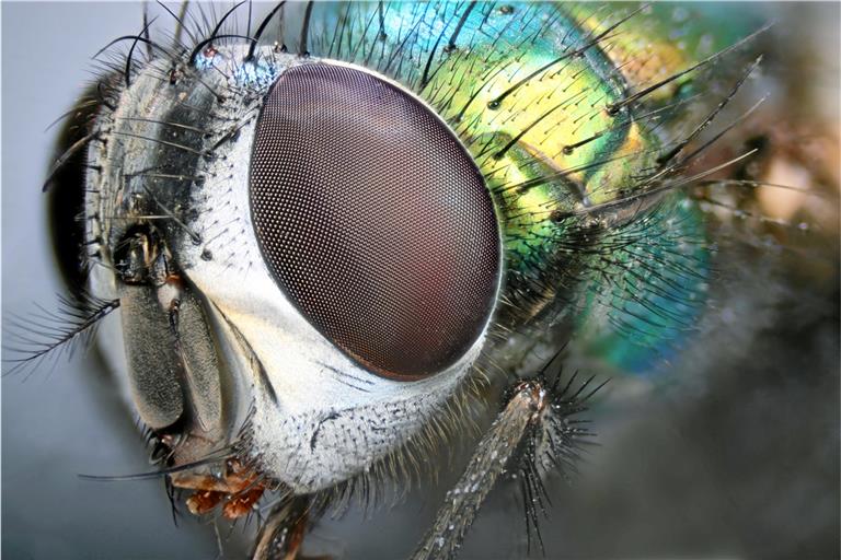 „Schillernde Schönheit“: Beispielbild zum Thema „Makro – Die Welt im Kleinen“. Fotografie macht hier sichtbar, was man mit bloßem Auge nicht sieht. Foto: Blende/Rudolf Pollner