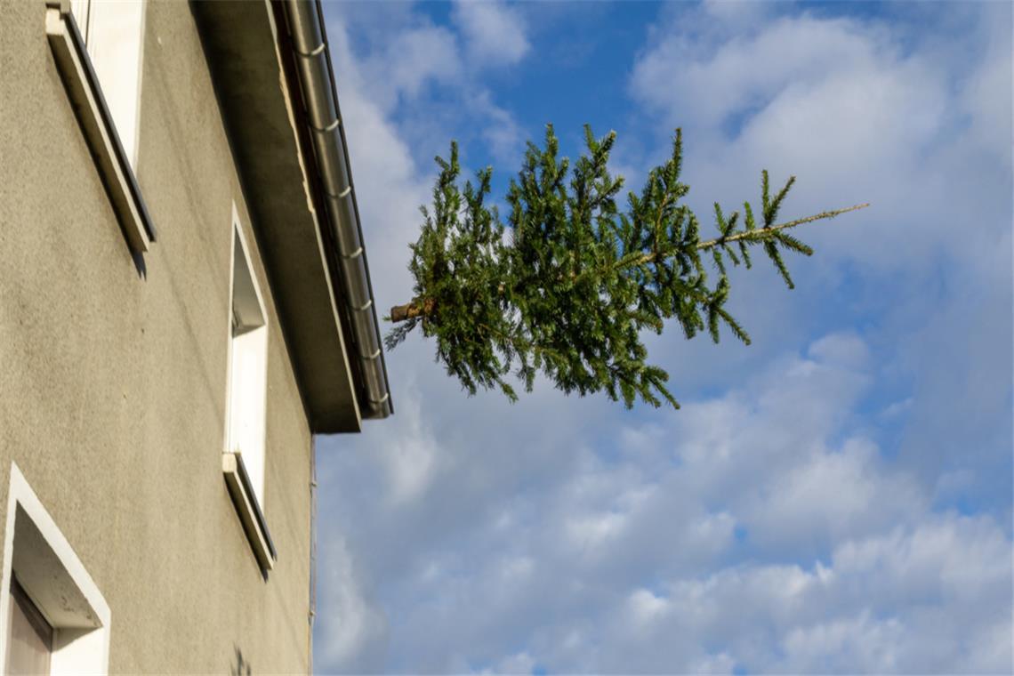 Was ist „Knut“ eigentlich? Schmeißen die Schweden an "Knut" wirklich den Weihnachtsbaum aus dem Fenster?
