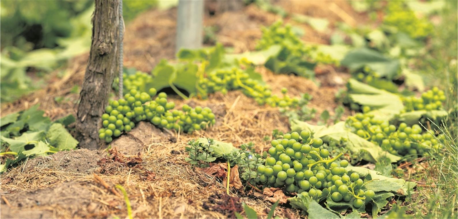 Optimales Wetter sorgt für frühe Lese Schmerzt dem Winzer in der Seele, ist aber notwendig: Unreif abgeschnittene Trauben am Boden. Dank des guten Wetters gibt es zu viele Trauben, die Pflanzen sind überfordert. Fotos: A. Becher