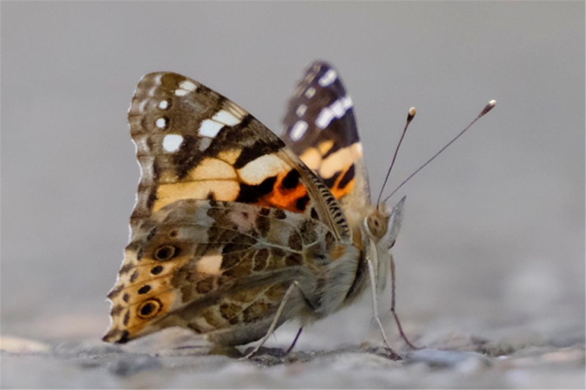 Schmetterling