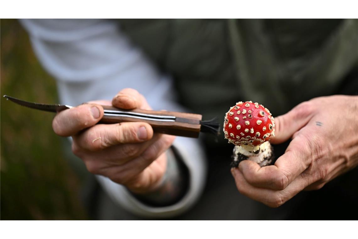 Trendhobby Pilzesammeln: Der Wald als "bullshitfreie Zone" Schmid putzt die Pilze bereits im Wald.