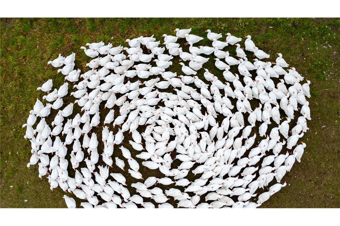 Schnatter, schnatter: Zuchtgänse laufen über eine Wiese in Sachsen. (Archivbild)