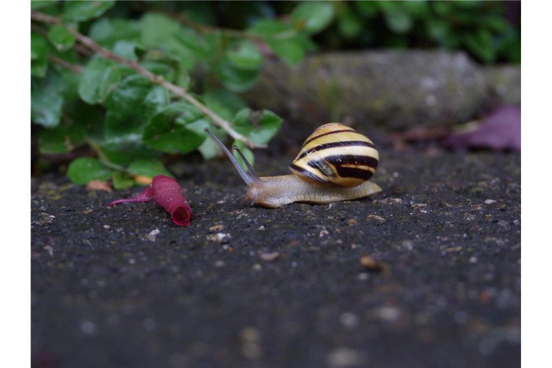 Schnecke auf Abenteuertour