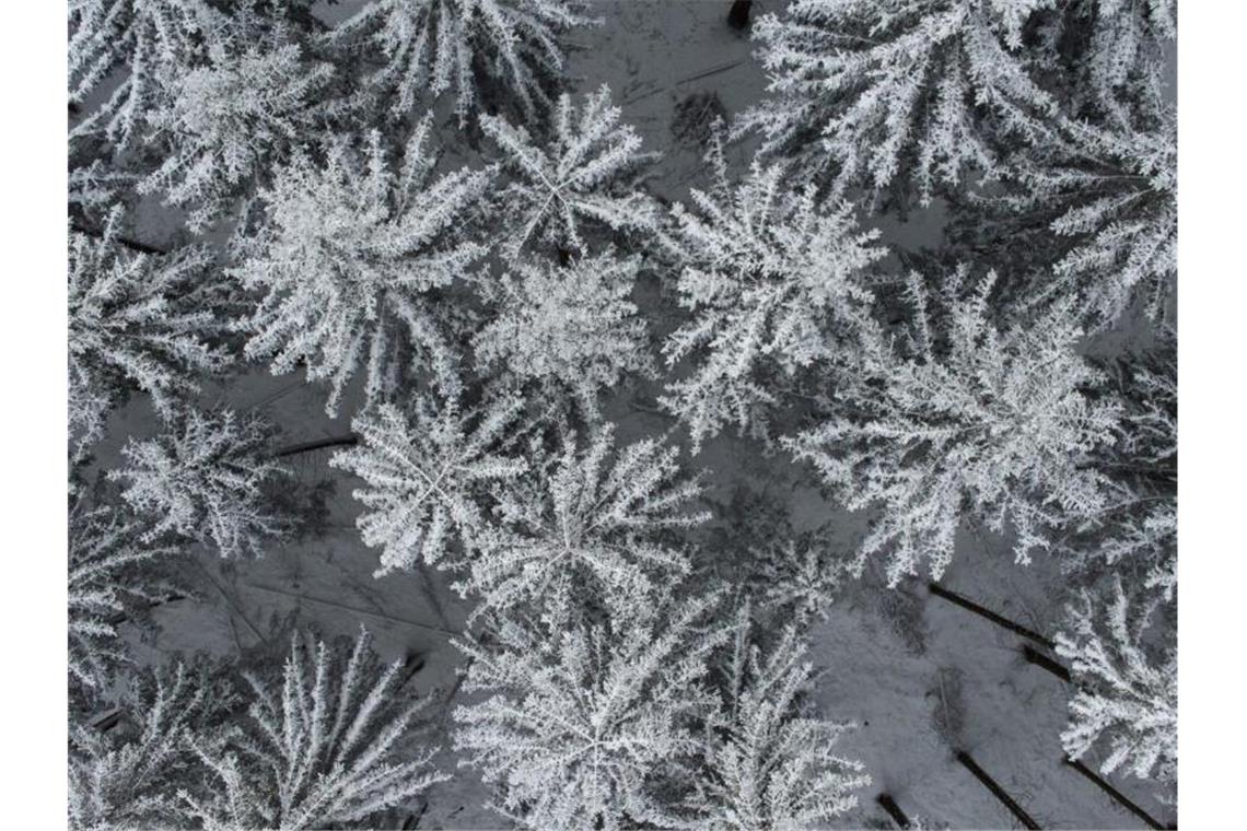 Ein Hauch Winter - Schnee und Skispaß zum Advent Schnee bedeckt die Baumwipfel auf dem Feldberg. Foto: Boris Roessler/dpa