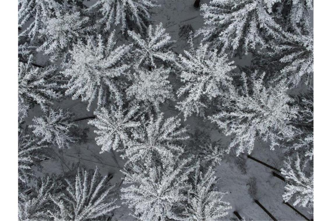 Schnee bedeckt die Baumwipfel auf dem Feldberg. Foto: Boris Roessler/dpa