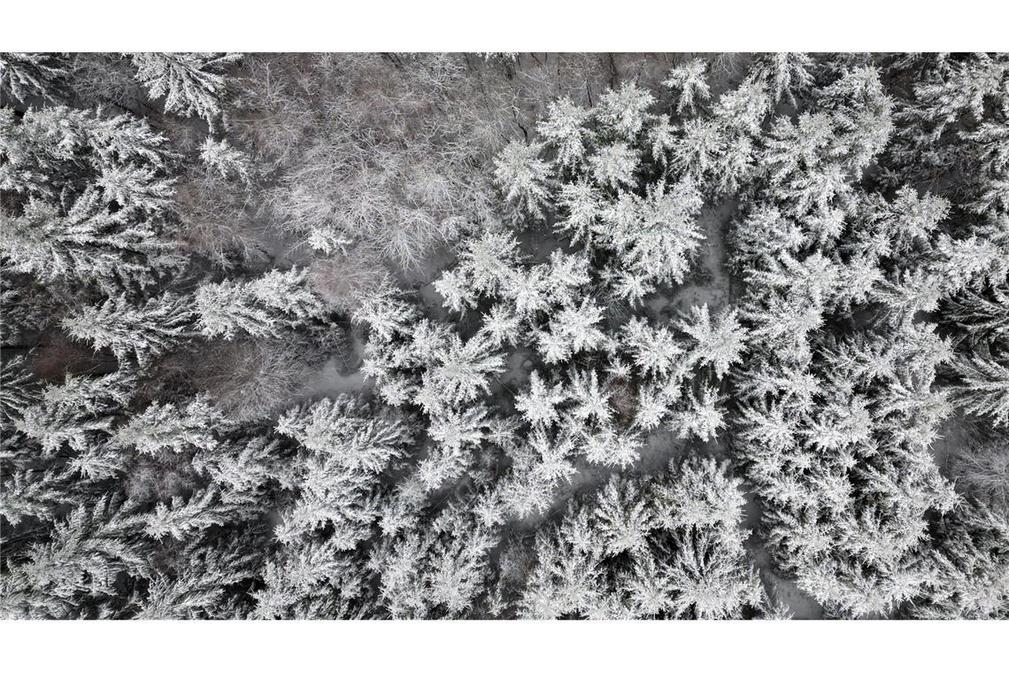 Schnee liegt auf den Bäumen in Oberhundem.