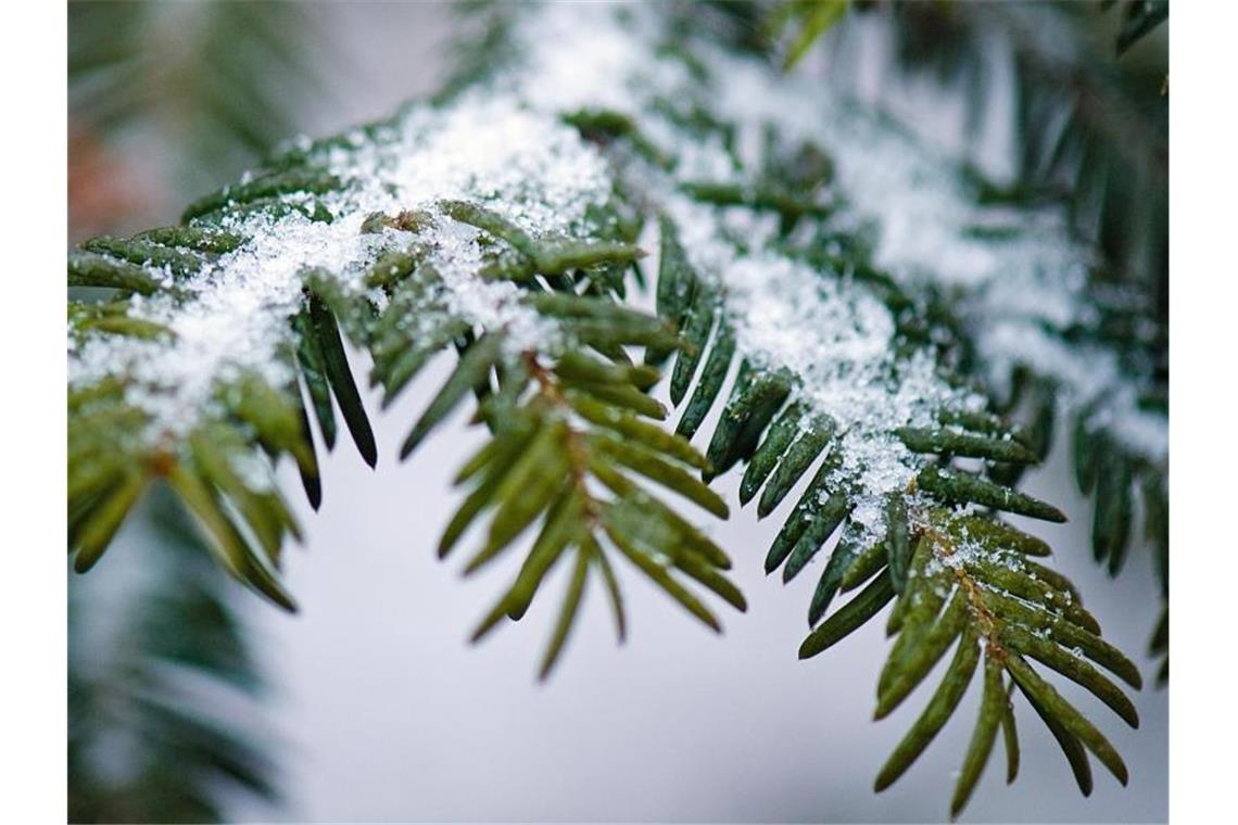 Schnee liegt auf den Zweigen eines Nadelbaums. Foto: Arno Burgi/dpa-Zentralbild/dpa/Symbolbild