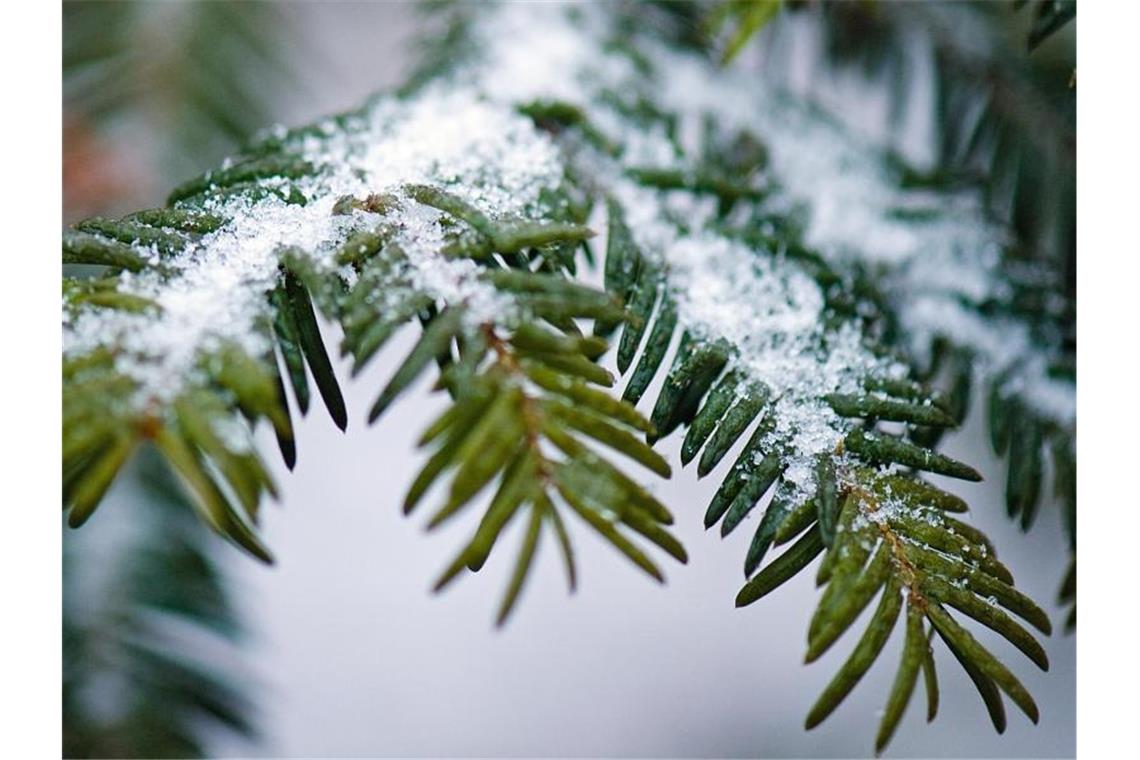 Erste Schneeflocken am Sonntag im Schwarzwald erwartet Schnee liegt auf den Zweigen eines Nadelbaums. Foto: Arno Burgi/dpa-Zentralbild/dpa/Symbolbild