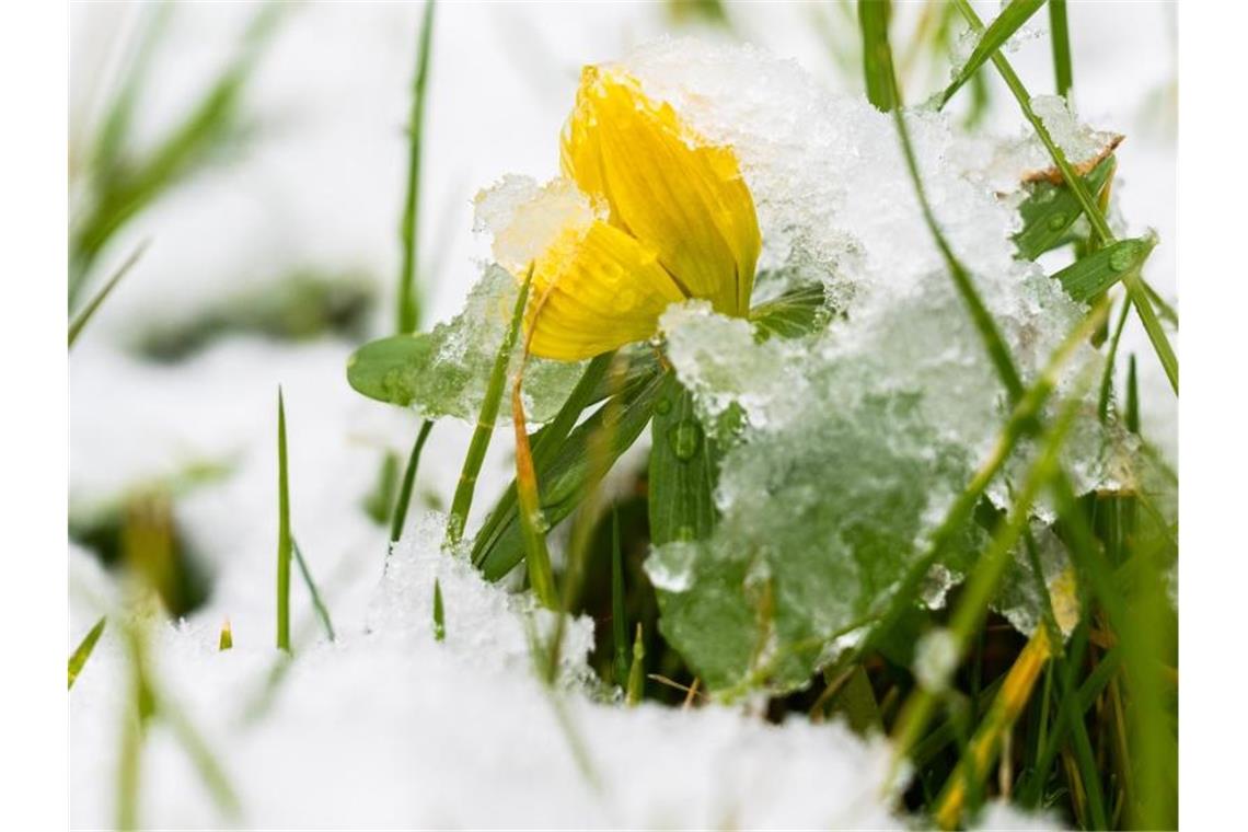 Regen, Schnee und Glätte im Südwesten Schnee liegt auf Winterlingen in einem Garten. Foto: Julian Stratenschulte/dpa