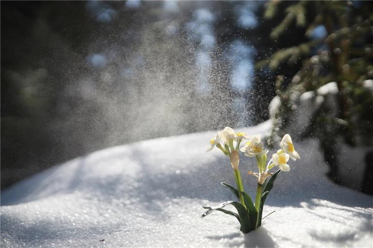 Schnee statt Frühling: Das bringen die Eisheiligen 2026.