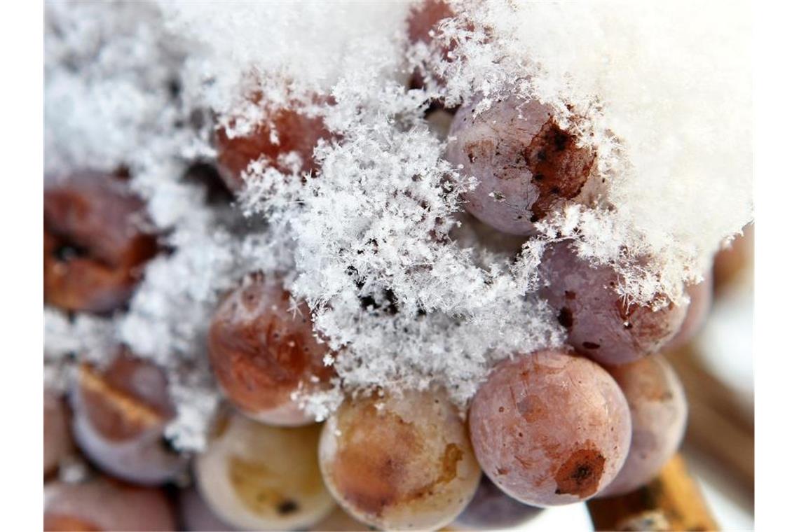Schneebedeckte Trauben der Sorte Riesling hängen in einem Weinberg. Foto: Jan Woitas/dpa-Zentralbild/dpa/Archivbild