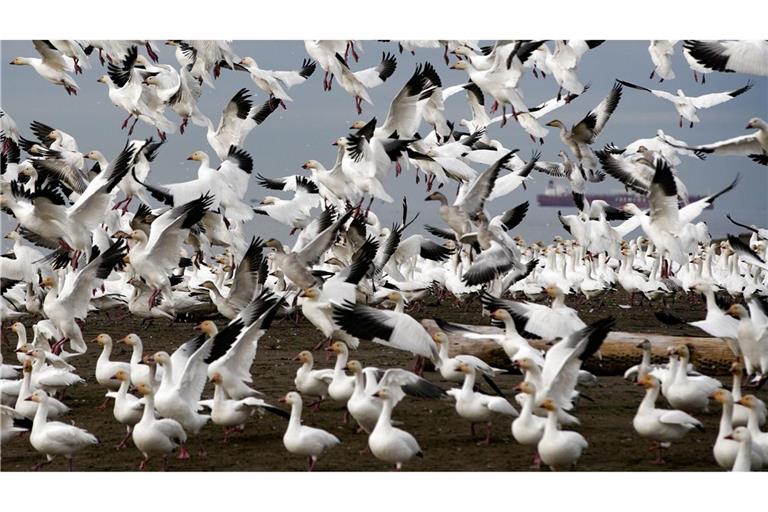 Schneegänse heben über dem Iona Beach in Richmond, British Columbia, Kanada, ab.