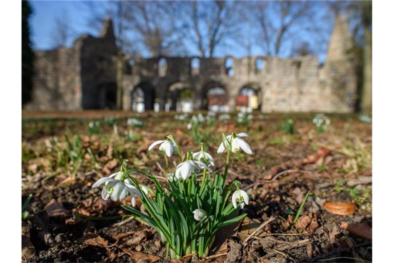 Schneeglöckchen blühen vor der Ruine der Kirche Unser Lieben Frauen in Zeppernick (Sachsen-Anhalt). Mit den milden Temperaturen findet in der Natur im Jerichower Land gerade ein Frühlingserwachen statt. Foto: Klaus-Dietmar Gabbert/dpa-Zentralbild/dpa