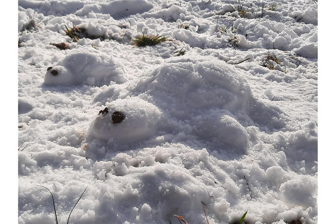 Schneeschildkröten der Familie Zwenig aus Backnang. 