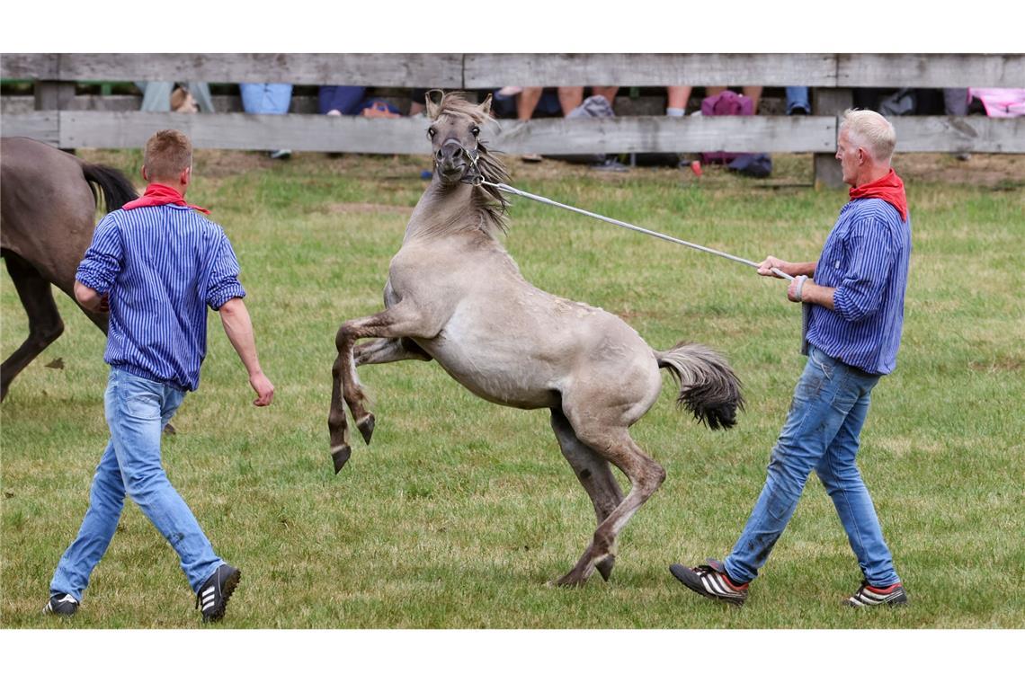 Wildpferdefang bei Dülmen: 26 Junghengste gefangen Schnelligkeit und Fitness brauchten die Fänger der jungen kräftigen Hengstfohlen.