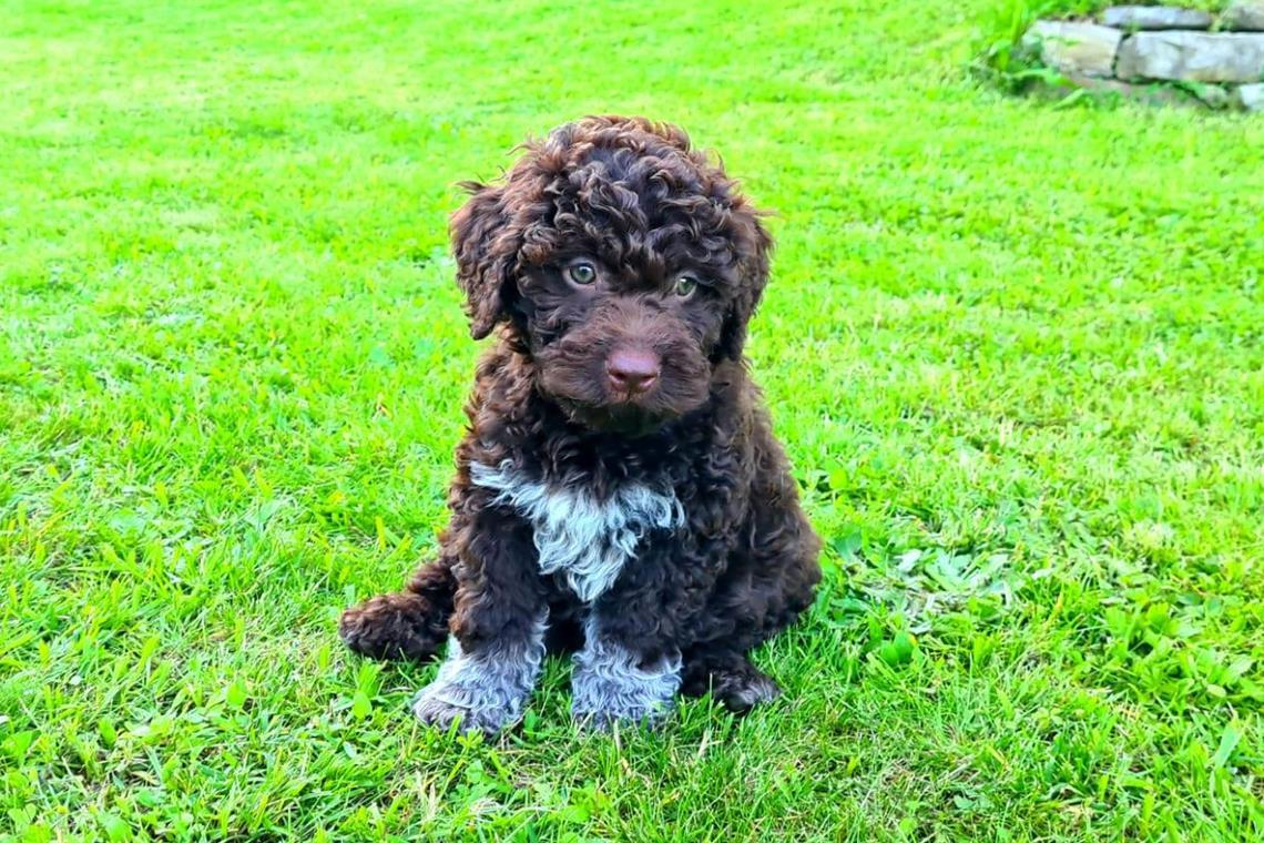 Schon als Welpe hat Balko die Kinder in der Weissacher Praxis verzaubert. Foto: privat